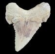 , Heavily Serrated Fossil Shark (Palaeocarcharodon) Tooth #51911-1